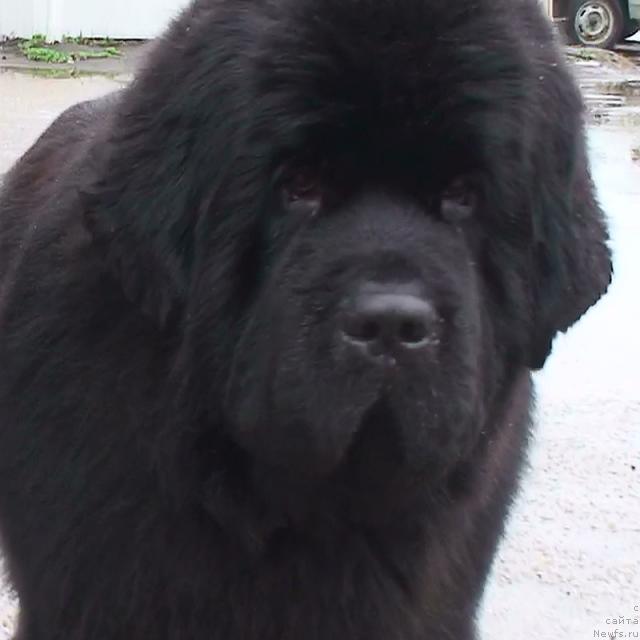 Фото: ньюфаундленд Mississippi-Missouri Goodie Midnight Lady