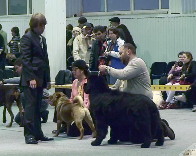 Фото: ньюфаундленд Mississippi-Missouri Goodie Midnight Lady