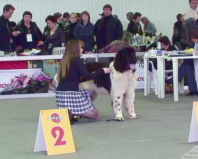 Фото: ньюфаундленд Находка Для Души с Берега Дона (Nahodka Dlya Dushi s Berega Dona)