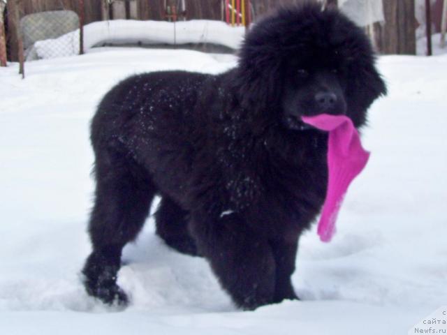 Фотография № 39338