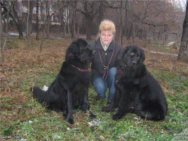 Фото: ньюфаундленд Женевьев Гарни Ледэн, ньюфаундленд Кипер Соул Есаул (Keeper Soul Esaul)