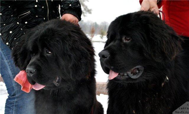 Фото: ньюфаундленд Лав Стори из Тихого Омута (Love Story iz Tihogo Omuta), ньюфаундленд Кипер Соул Есаул (Keeper Soul Esaul)