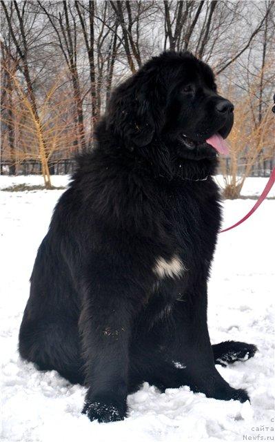 Фото: ньюфаундленд Лав Стори из Тихого Омута (Love Story iz Tihogo Omuta)
