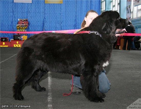 Фото: ньюфаундленд Лав Стори из Тихого Омута (Love Story iz Tihogo Omuta)