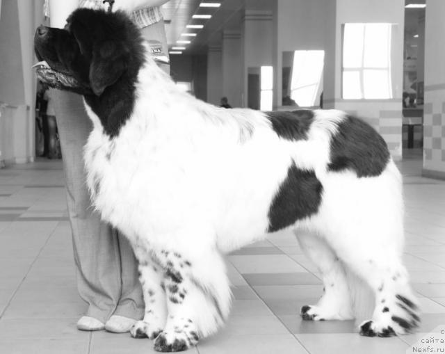 Фото: ньюфаундленд Кипер Соул Дар Моего Сердца Даниель (Keeper Soul Dar Moego Serdtsa Daniel)