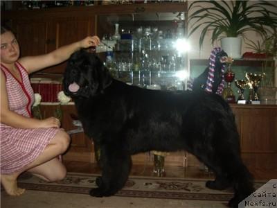 Фото: ньюфаундленд Индиана Джуна из Тихого Омута (Indiana Dzhuna iz Tihogo Omuta)