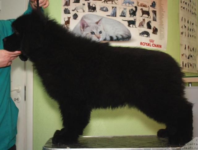 Фото: ньюфаундленд Акватория Келвин Касперский