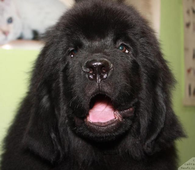 Фото: ньюфаундленд Акватория Келвин Касперский