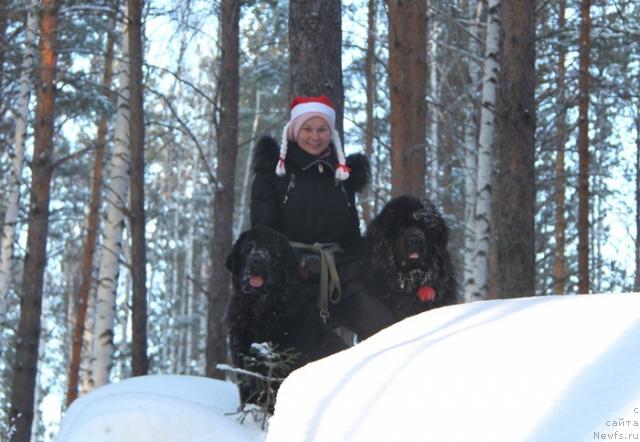 Фото: Анастасия Лоскутова, ньюфаундленд Капитан Ньюфорт, ньюфаундленд Амазонка Эми Чардишик