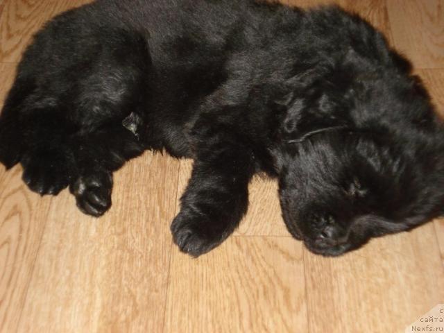 Фото: ньюфаундленд Гералис Чироки Великий Вождь