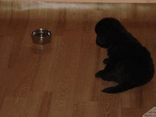 Фото: ньюфаундленд Гералис Чироки Великий Вождь