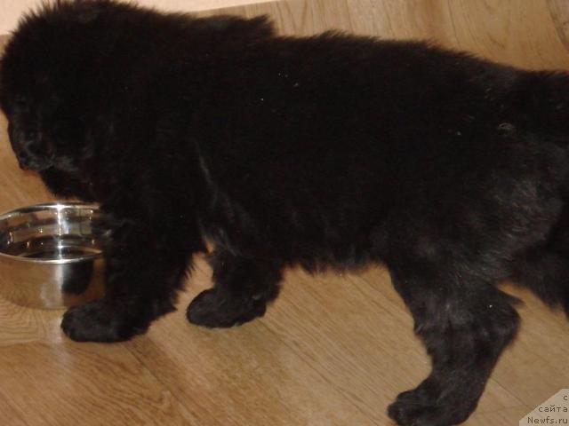 Фото: ньюфаундленд Гералис Чироки Великий Вождь