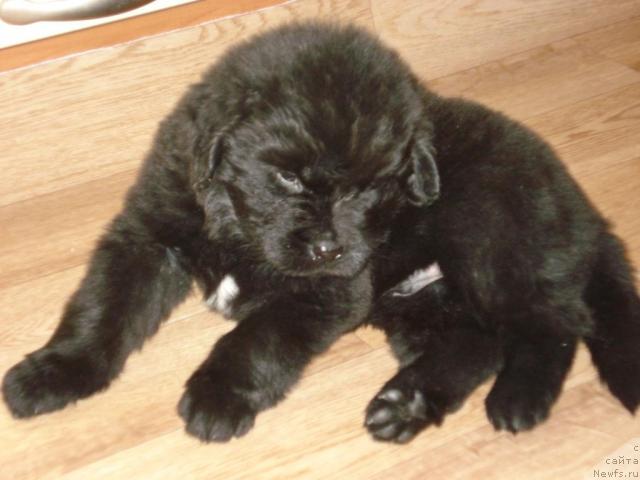 Фото: ньюфаундленд Гералис Чироки Великий Вождь