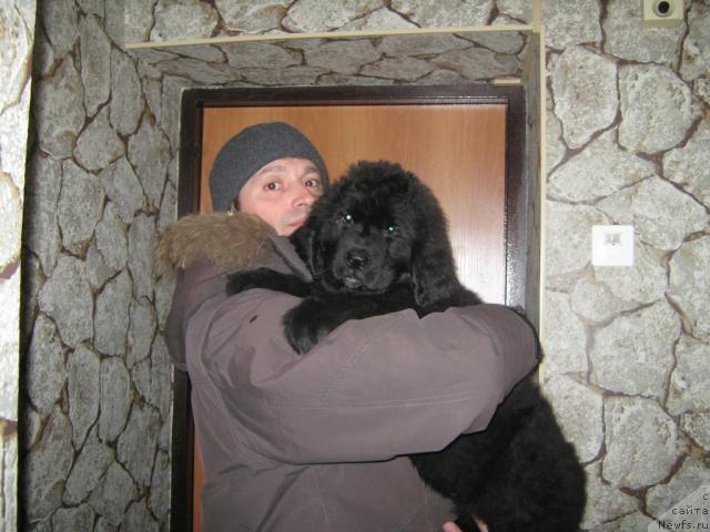 Фото: Андрей Кошкидько, ньюфаундленд Юнона