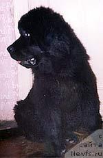 Фото: ньюфаундленд Смигар Ярослав (Smigar Jaroslav)