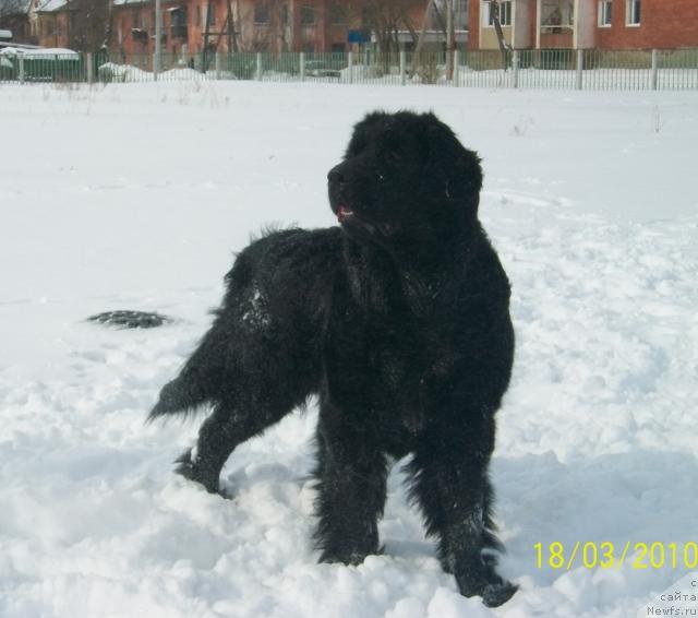 Фото: ньюфаундленд Жозефина Леди Прекрасная