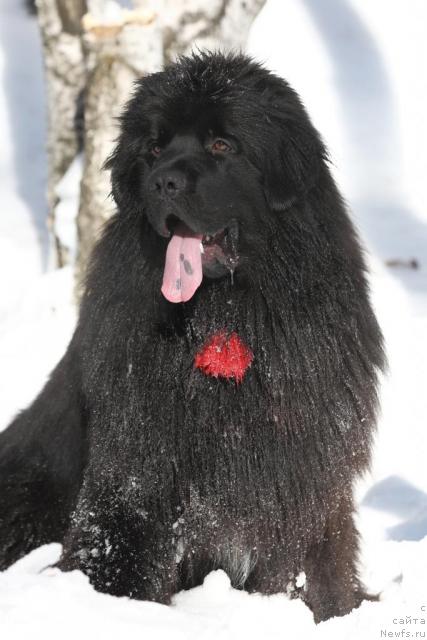 Фото: ньюфаундленд Капитан Ньюфорт