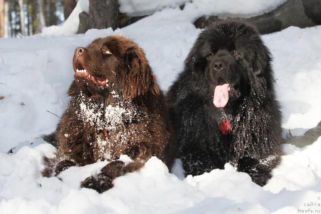 Фото: ньюфаундленд Адель Шоколадная Леди, ньюфаундленд Капитан Ньюфорт