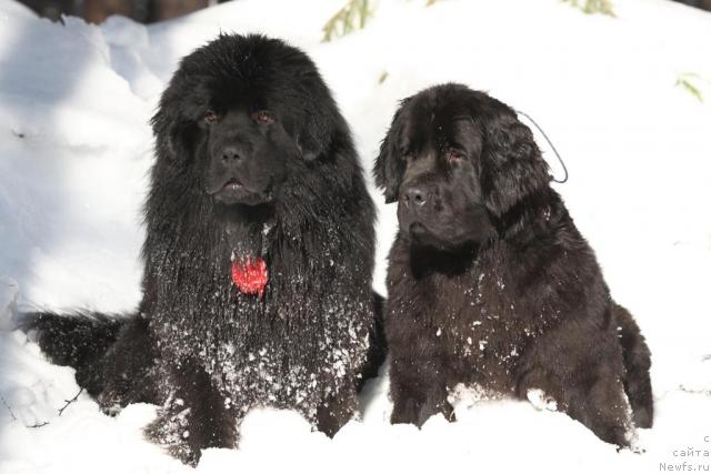 Фото: ньюфаундленд Капитан Ньюфорт, ньюфаундленд Амазонка Эми Чардишик