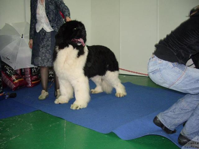 Фотография № 39418