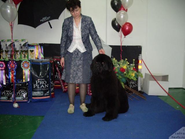 Фото: ньюфаундленд Супер Премиум Деми Мур, Елена Захарова