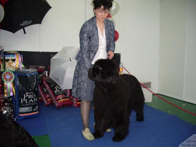 Фото: ньюфаундленд Супер Премиум Деми Мур, Елена Захарова