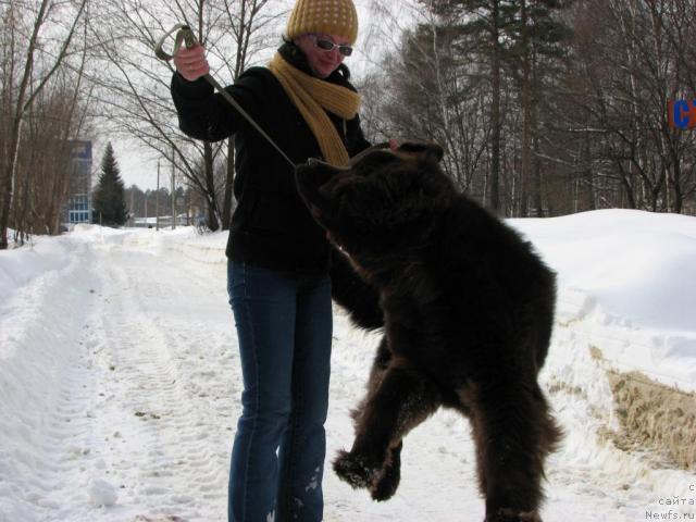 Фото: ньюфаундленд Аристократ от Рафаэллы