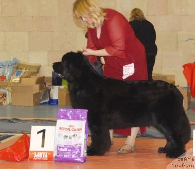 Фото: ньюфаундленд Сент Джонс Жанна Д'Арк (Sent Djons Zanna D'Ark)