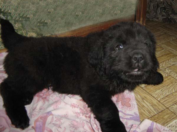 Фото: ньюфаундленд Чардаш Морской Медведь (Chardash Morskoy Medved)