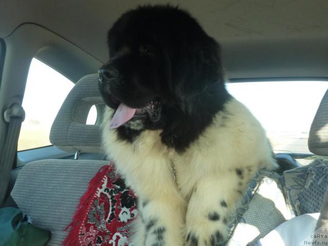 Фотография № 39455