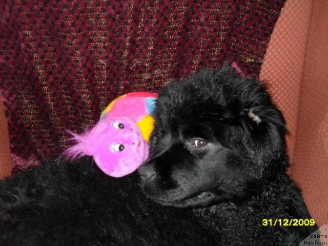 Фото: ньюфаундленд Топтыжка Диадема из Черного Жемчуга