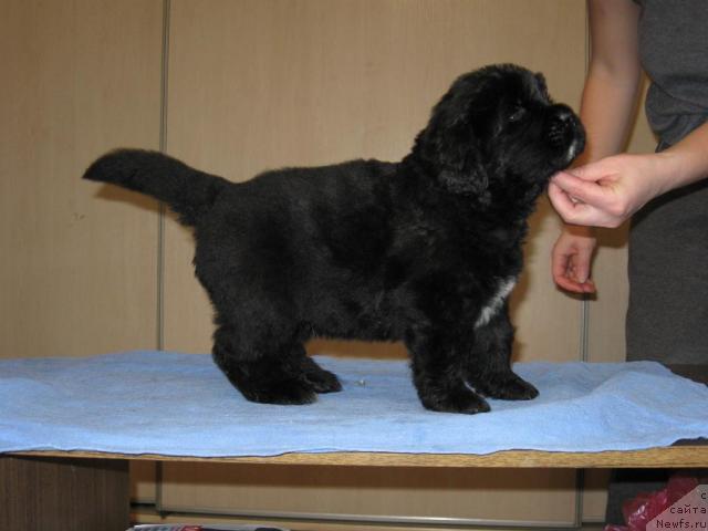 Фото: ньюфаундленд Мэджестик Гудсоул Нефертари (Majestic Goodsoul Nefertari)