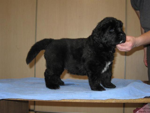 Фото: ньюфаундленд Мэджестик Гудсоул Нефертари (Majestic Goodsoul Nefertari)