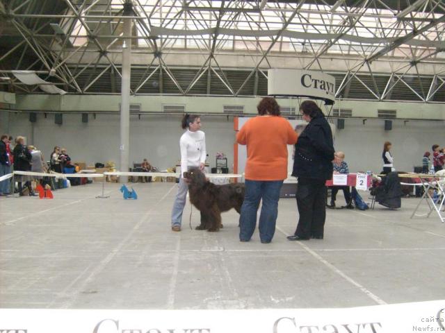 Фото: ньюфаундленд Фанньюф Акудзява Назаровна, Оксана Волкова