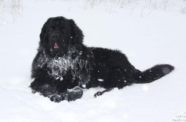 Фото: ньюфаундленд Пчёлкин Дом Восторг Души (Pchiolkin Dom Vostorg Dushi)
