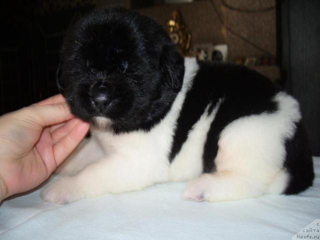 Фото: ньюфаундленд Супер Премиум Жрица Звезд (Super Premium Zhritsa Zvezd)