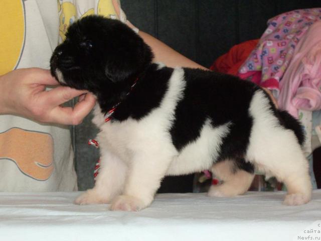 Фото: ньюфаундленд Супер Премиум Жрица Звезд (Super Premium Zhritsa Zvezd)