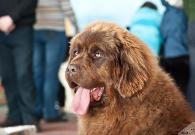 Фото: ньюфаундленд Приоритет Кофе (Prioritet Kofe)