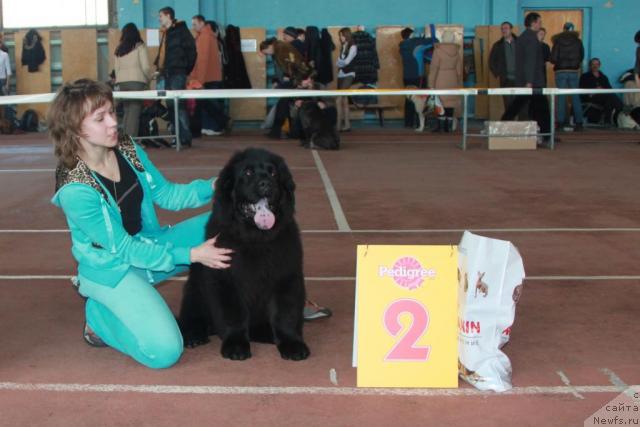 Фото: ньюфаундленд Черный Шарм Алессандро