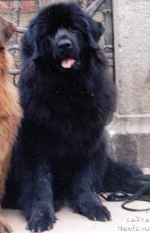 Фото: ньюфаундленд Смигар Оя (Smigar Oya)