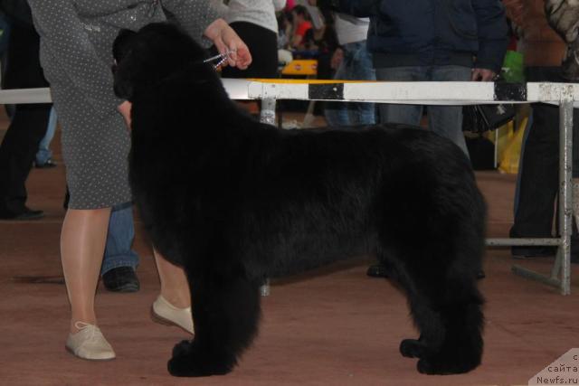 Фото: ньюфаундленд Акватория Келвин Импресса (Aquatoriya Kelvin Impressa)