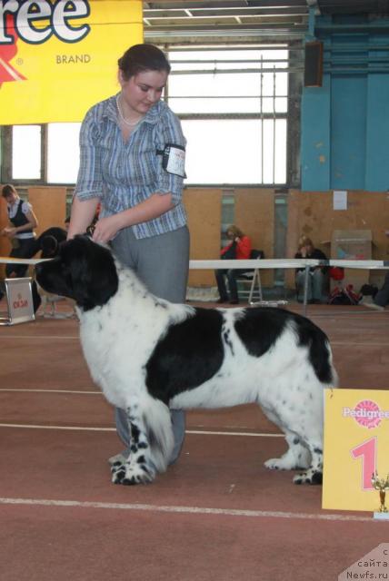 Фото: ньюфаундленд Плюшевая Панда Ла Белла