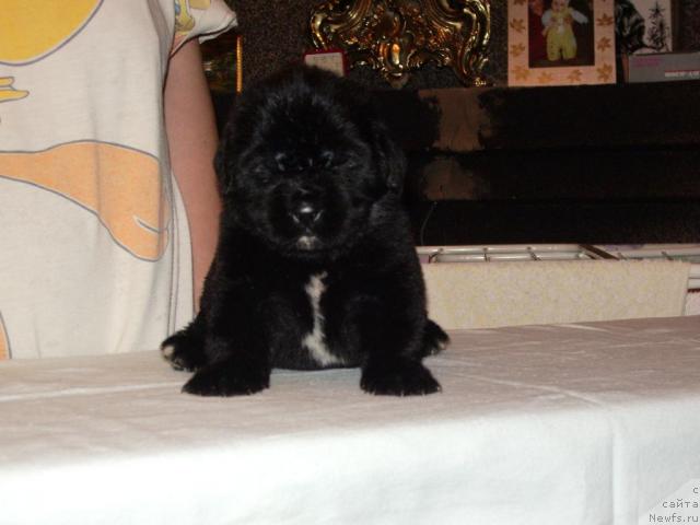 Фото: ньюфаундленд Супер Премиум Жани Моник