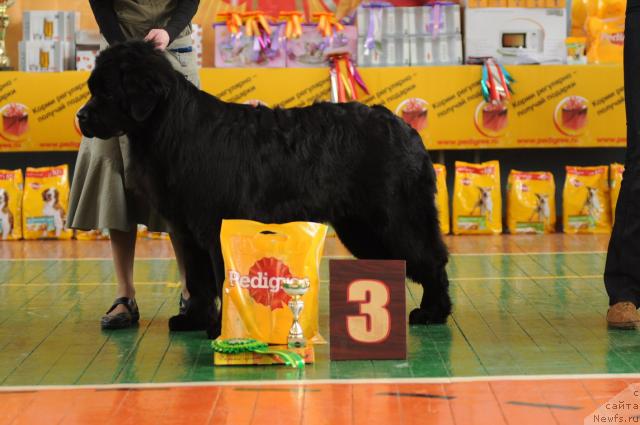 Фото: ньюфаундленд Арх Бьюти Рубикон