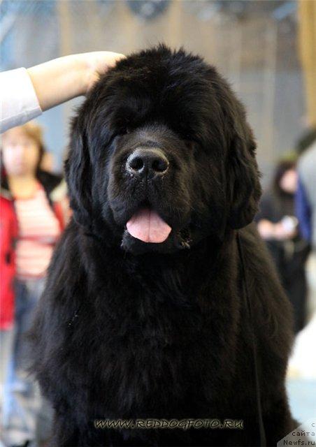 Фото: ньюфаундленд Skippers Secret Agent For Donat's Pride