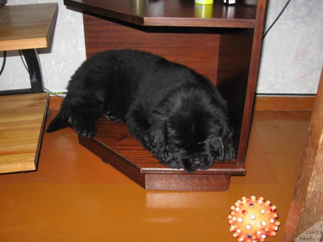 Фото: ньюфаундленд Уютная Долина Ай да Хельга (Uyutnaya Dolina Ai da Helga)