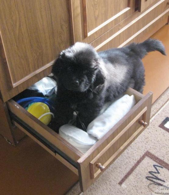 Фото: ньюфаундленд Уютная Долина Ай да Хельга (Uyutnaya Dolina Ai da Helga)