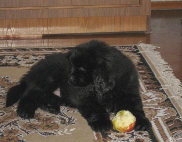 Фото: ньюфаундленд Уютная Долина Ай да Хельга (Uyutnaya Dolina Ai da Helga)