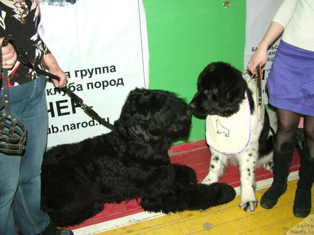 Фото: ньюфаундленд Питерньюф Продижи (Piternyuf Prodigy), Александра Веснина