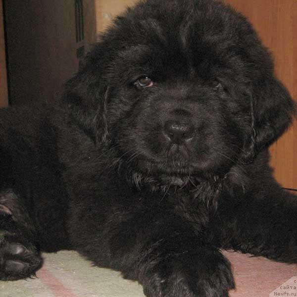 Фото: ньюфаундленд Честер Морской Медведь (Chester Morskoy Medved)